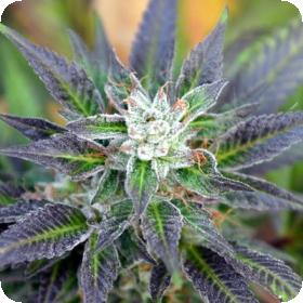Bubba Fresh Regular Seeds Bubba Fresh Regular Seeds