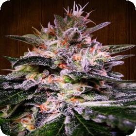 Bubba Hash Feminised Seeds Bubba Hash Feminised Seeds