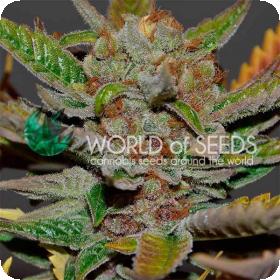 Bubba Haze Regular Cannabis Seeds World Of Cannabis Seeds 0