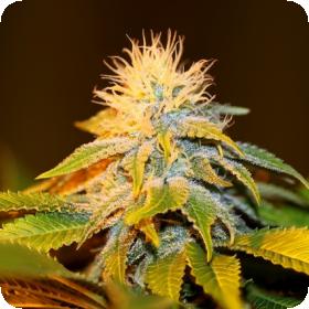 Bubba Kush Feminised Seeds Bubba Kush Feminised Seeds