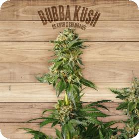Bubba Kush Feminised Seeds
