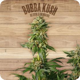 Bubba Kush Feminised Seeds Bubba Kush Feminised Seeds