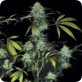 bubble gum strain lable bubble gum strain lable