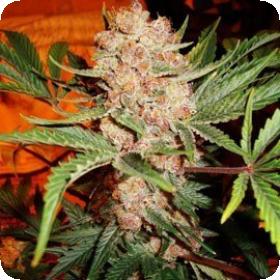 Bubblelicious Feminized 5 Cannabis Seeds 2 0