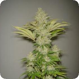 Bubblicious Feminised Seeds Bubblicious Feminised Seeds