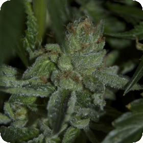 Buddha Tahoe OG Feminised Seeds Buddha Tahoe OG Feminised Seeds