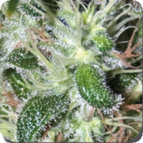 Pulsar Auto Feminised Seeds Pulsar Auto Feminised Seeds