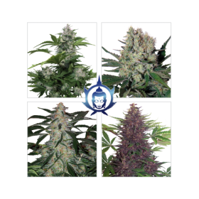 Assorted Auto Feminised Mix