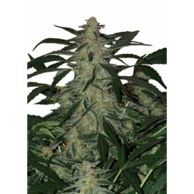 Deimos Auto Feminised Seeds Deimos Auto Feminised Seeds