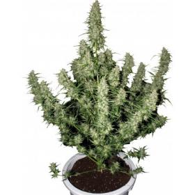 Magnum Auto Feminised Seeds