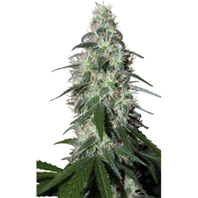 Pulsar Feminised Seeds