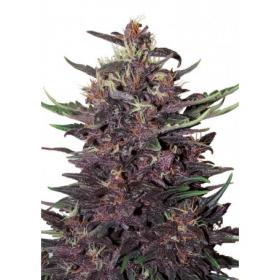 Purple Kush Auto Feminised Seeds