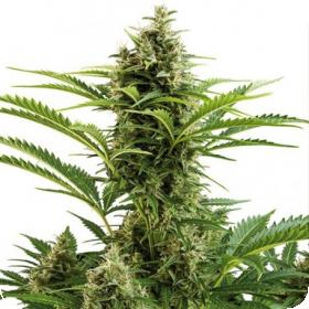 Vesta Auto Feminised Seeds