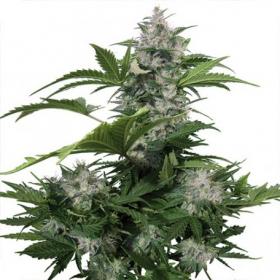 White Dwarf Auto Feminised Seeds