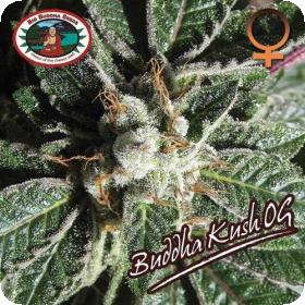 Buddha Kush OG Feminised Seeds Buddha Kush OG Feminised Seeds