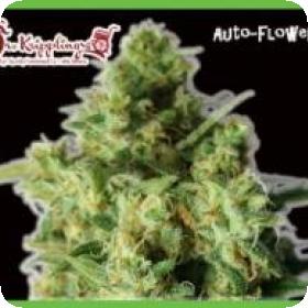 Bulk Smash Auto Feminised Seeds Bulk Smash Auto Feminised Seeds