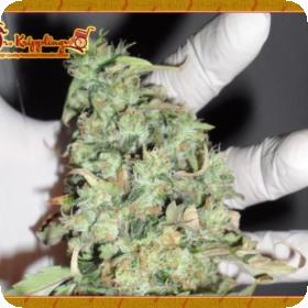 Buzz Light Gear Feminised Seeds Buzz Light Gear Feminised Seeds
