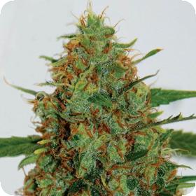 C99 Feminised Seeds C99 Feminised Seeds