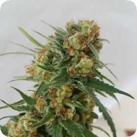 C99 Regular Seeds C99 Regular Seeds