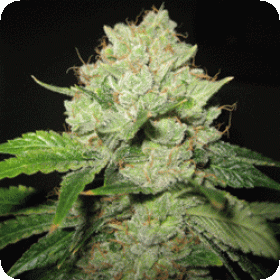 Cal-train Wreck Feminised Seeds