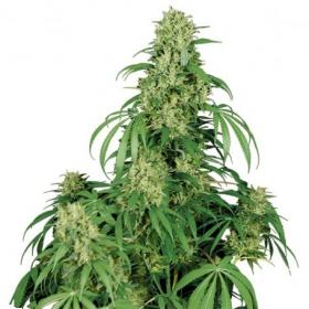 Calamity Jane Auto Feminised Seeds Calamity Jane Auto Feminised Seeds
