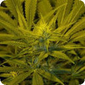 California Dream Feminised Seeds California Dream Feminised Seeds