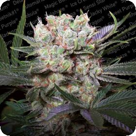 Californian Gold Feminised Seeds Californian Gold Feminised Seeds