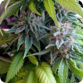 Candy Cream Feminised Seeds Candy Cream Feminised Seeds