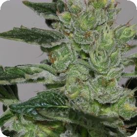 Candy Fruit Feminised Seeds Candy Fruit Feminised Seeds