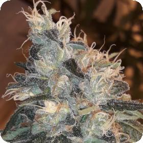 Candy Glue Regular Seeds
