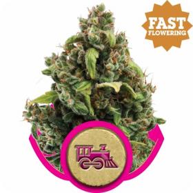 Candy Kush Express FAST Feminised Seeds