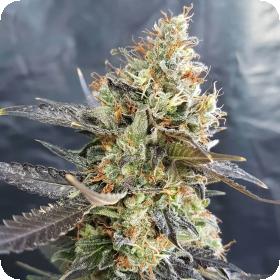 Candyland G O G C A N D Y L Feminised Cannabis Seeds