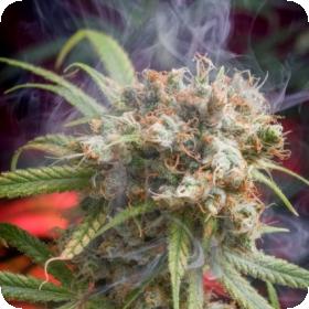 Canna-Wreck Regular Seeds Canna-Wreck Regular Seeds