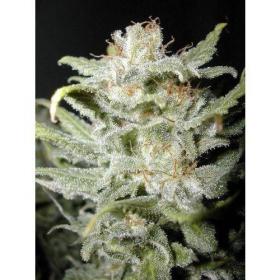 Bangi Haze Regular Seeds Bangi Haze Regular Seeds