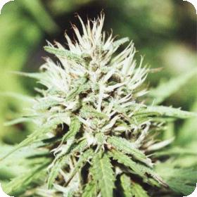 Caribe Regular Seeds