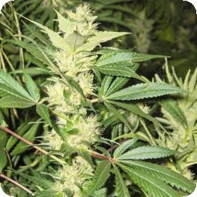 Sandstorm Feminised Seeds