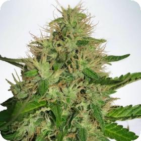 Cannabis Light Fem Jpg
