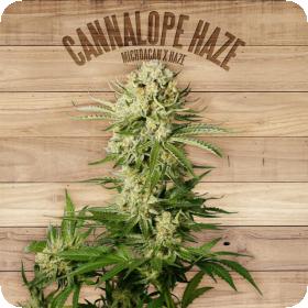 Cannalope Haze Feminised Seeds Cannalope Haze Feminised Seeds