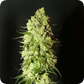 Cannatonic Feminised Seeds Cannatonic Feminised Seeds