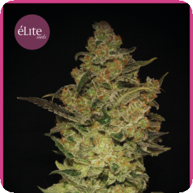 Caprichosa Thai Feminised Seeds