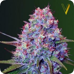 Caramelino Feminised Seeds