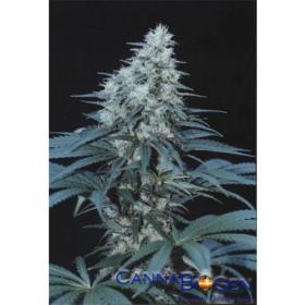 Caribe Feminised Seeds Caribe Feminised Seeds