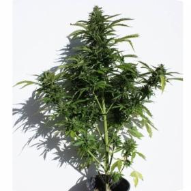Caseus Auto Feminised Seeds Caseus Auto Feminised Seeds