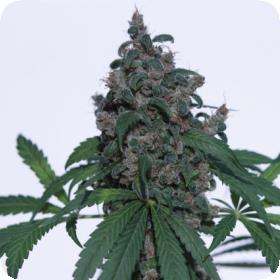 Caseus Feminised Seeds Caseus Feminised Seeds