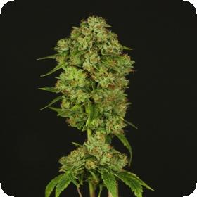 Casey Jones Feminised Seeds Casey Jones Feminised Seeds