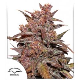 Cbd Auto Blackberry Kush Feminised Jpg