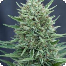 Med Gom CBD Auto Feminised Seeds Med Gom CBD Auto Feminised Seeds