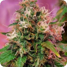 CBD OG Kush Feminised Seeds