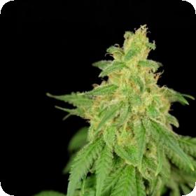 CBD Rene Feminised Seeds CBD Rene Feminised Seeds