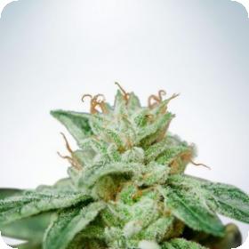 Cbd Star Feminized A8e